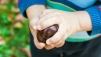 Castagne per bambini
