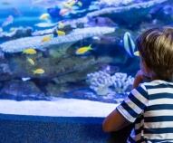 Quali sono gli acquari più belli d'Italia dove portare i bambini?