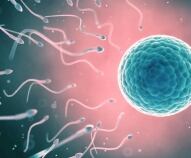 Come avviene la fecondazione