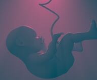 Il cordone ombelicale