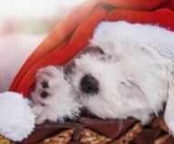 Regalare un cucciolo a Natale