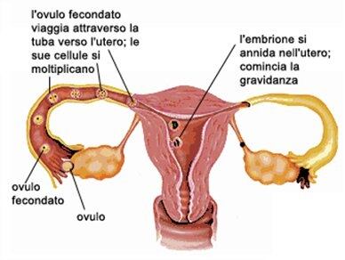 Concepimento Imm concepimento imm