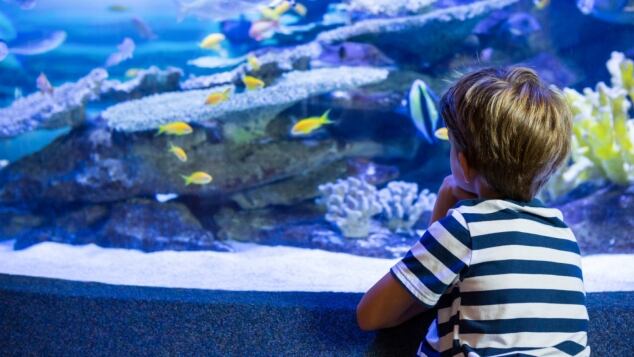 quali sono gli acquari piu belli d italia dove portare i bambini