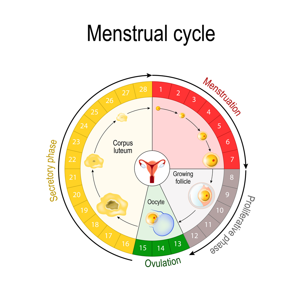 Le Fasi Del Ciclo Mestruale le fasi del ciclo mestruale